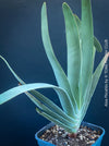 Aloe Plicatilis plant with the cat, for sale at TOMs FLOWer CLUB.