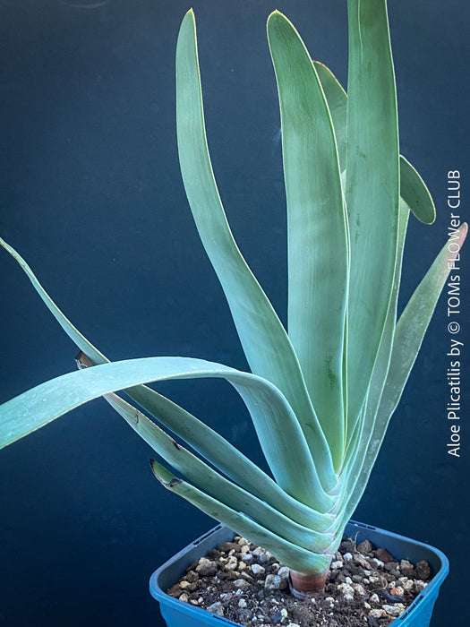 Aloe Plicatilis plant with the cat, for sale at TOMs FLOWer CLUB.