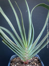 Organically grown Aloe Plicatilis plant for sale at TOMs FLOWer CLUB.