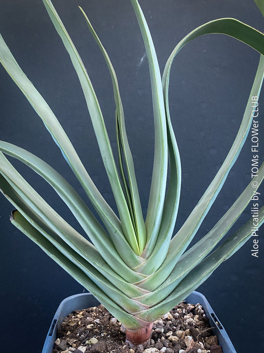 Organically grown Aloe Plicatilis plant for sale at TOMs FLOWer CLUB.