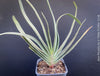 Organically grown Aloe Plicatilis plant for sale at TOMs FLOWer CLUB.
