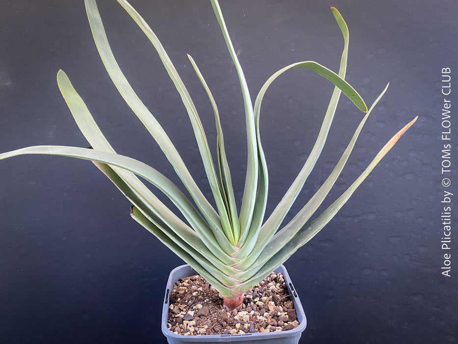 Organically grown Aloe Plicatilis plant for sale at TOMs FLOWer CLUB.