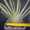 Organically grown Aloe Plicatilis plant for sale at TOMs FLOWer CLUB.