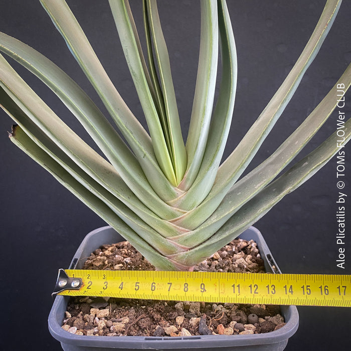 Organically grown Aloe Plicatilis plant for sale at TOMs FLOWer CLUB.