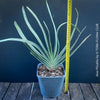 Organically grown Aloe Plicatilis plant for sale at TOMs FLOWer CLUB.