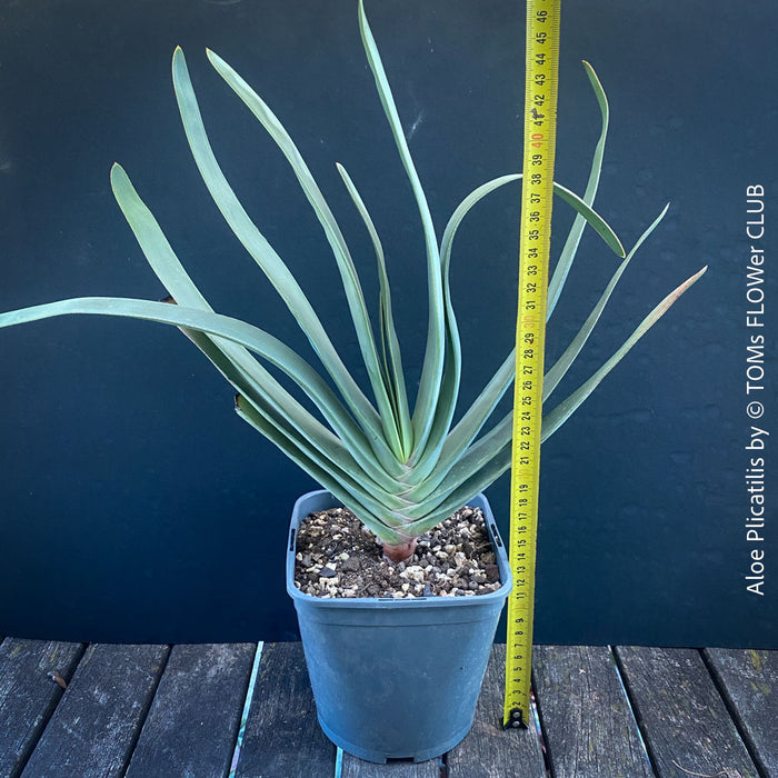 Organically grown Aloe Plicatilis plant for sale at TOMs FLOWer CLUB.