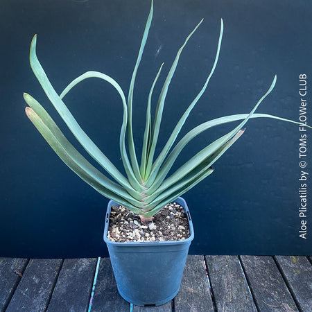 Organically grown Aloe Plicatilis plant for sale at TOMs FLOWer CLUB.