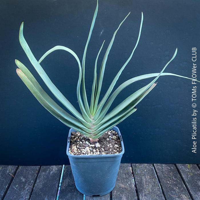 Organically grown Aloe Plicatilis plant for sale at TOMs FLOWer CLUB.