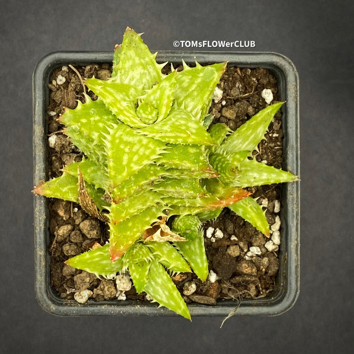 crocodile plant succulent Aloe Squarrosa | organically grown succulent plants for sale