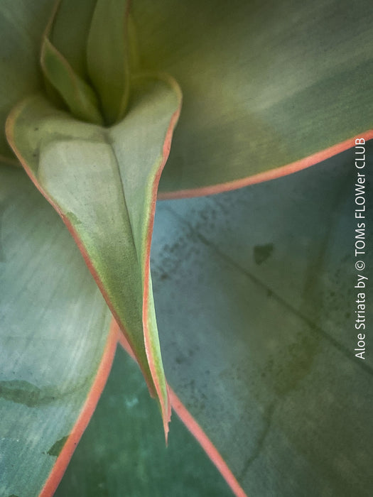 Aloe Striata, organically grown succulent South African plants for sale at TOMs FLOWer CLUB.