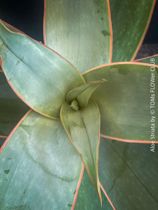 Aloe Striata, organically grown succulent South African plants for sale at TOMs FLOWer CLUB.