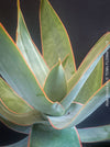Aloe Striata, organically grown succulent South African plants for sale at TOMs FLOWer CLUB.