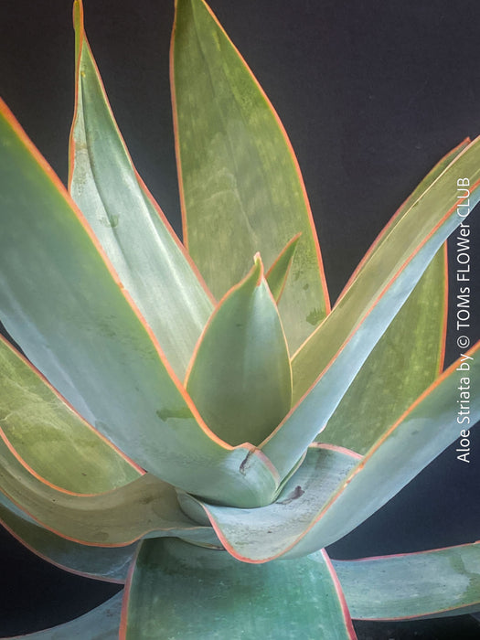 Aloe Striata, organically grown succulent South African plants for sale at TOMs FLOWer CLUB.