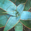 Aloe Striata, organically grown succulent South African plants for sale at TOMs FLOWer CLUB.