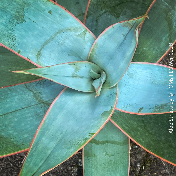 Aloe Striata, organically grown succulent South African plants for sale at TOMs FLOWer CLUB.