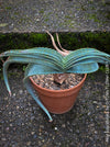 Aloe Suprafoliata, organically grown succulent plants for sale at TOMs FLOWer CLUB.