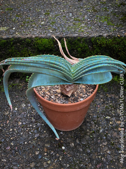 Aloe Suprafoliata, organically grown succulent plants for sale at TOMs FLOWer CLUB.