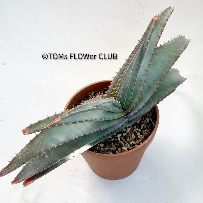 Aloe Suprafoliata, organically grown succulent plants for sale at TOMs FLOWer CLUB.