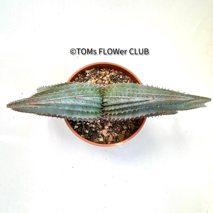 Aloe Suprafoliata, organically grown succulent plants for sale at TOMs FLOWer CLUB.