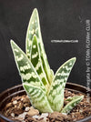 Aloe Variegata, organically grown succulent plants for sale at TOMs FLOWer CLUB.