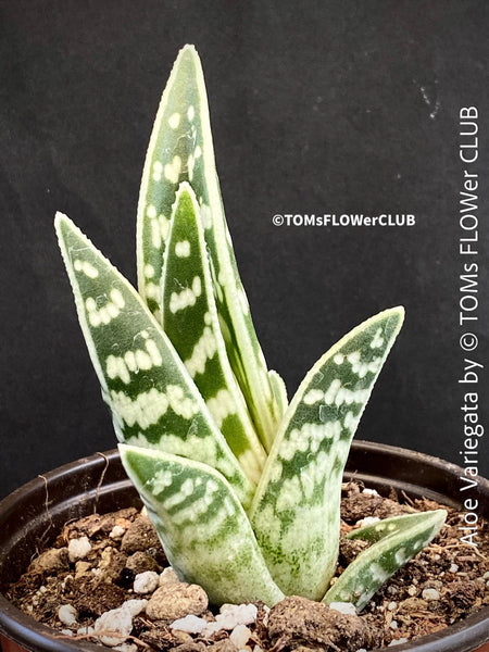 Aloe Variegata, organically grown succulent plants for sale at TOMs FLOWer CLUB.