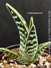 Aloe Variegata, organically grown succulent plants for sale at TOMs FLOWer CLUB.