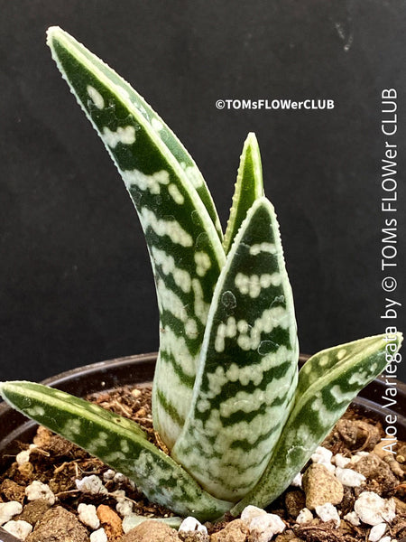 Aloe Variegata, organically grown succulent plants for sale at TOMs FLOWer CLUB.