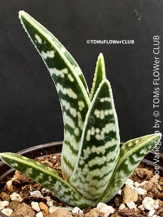 Aloe Variegata, organically grown succulent plants for sale at TOMs FLOWer CLUB.