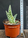 Aloe Variegata, organically grown succulent plants for sale at TOMs FLOWer CLUB.
