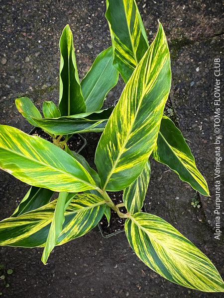 Alpinia Purpurata Variegata, Variegated Red Ginger with lush yellow green leaves in organic substrate, for sale at TOMs FLOWer CLUB.