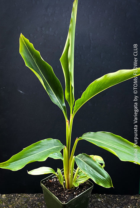 Alpinia Purpurata Variegata, Variegated Red Ginger with lush yellow green leaves in organic substrate, for sale at TOMs FLOWer CLUB.