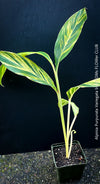 Alpinia Purpurata Variegata, Variegated Red Ginger with lush yellow green leaves in organic substrate, for sale at TOMs FLOWer CLUB.