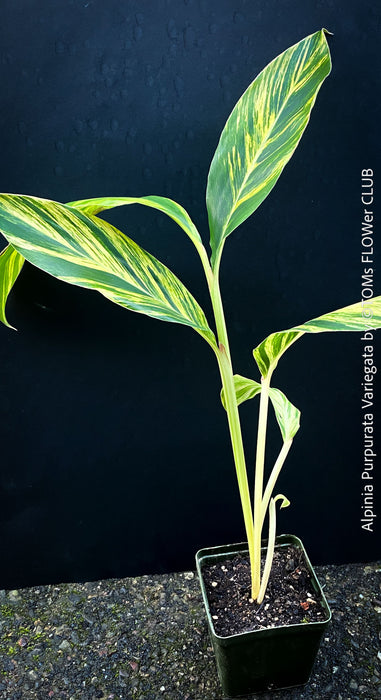 Alpinia Purpurata Variegata, Variegated Red Ginger with lush yellow green leaves in organic substrate, for sale at TOMs FLOWer CLUB.