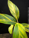 Alpinia Purpurata Variegata, Variegated Red Ginger with lush yellow green leaves in organic substrate, for sale at TOMs FLOWer CLUB.
