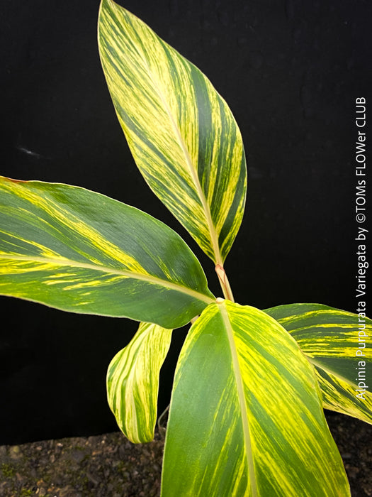 Alpinia Purpurata Variegata, Variegated Red Ginger with lush yellow green leaves in organic substrate, for sale at TOMs FLOWer CLUB.