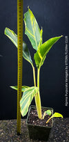 Alpinia Purpurata Variegata, Variegated Red Ginger with lush yellow green leaves in organic substrate, for sale at TOMs FLOWer CLUB.