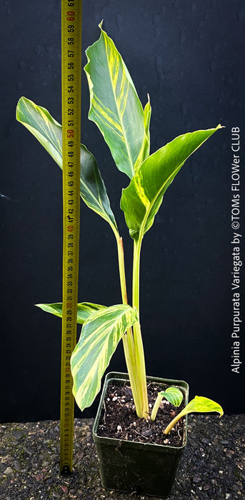 Alpinia Purpurata Variegata, Variegated Red Ginger with lush yellow green leaves in organic substrate, for sale at TOMs FLOWer CLUB.