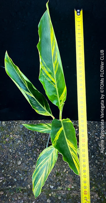 Alpinia Purpurata Variegata, Variegated Red Ginger with lush yellow green leaves in organic substrate, for sale at TOMs FLOWer CLUB.