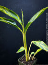 Alpinia Purpurata Variegata, Variegated Red Ginger with lush yellow green leaves in organic substrate, for sale at TOMs FLOWer CLUB.