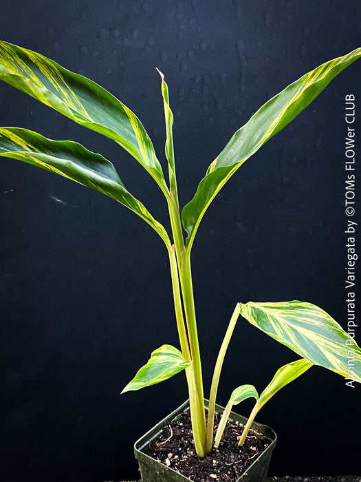 Alpinia Purpurata Variegata, Variegated Red Ginger with lush yellow green leaves in organic substrate, for sale at TOMs FLOWer CLUB.
