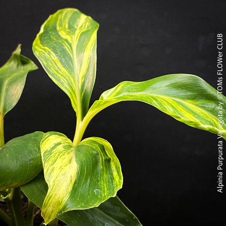 Alpinia Purpurata Variegata, Variegated Red Ginger with lush yellow green leaves in organic substrate, for sale at TOMs FLOWer CLUB.