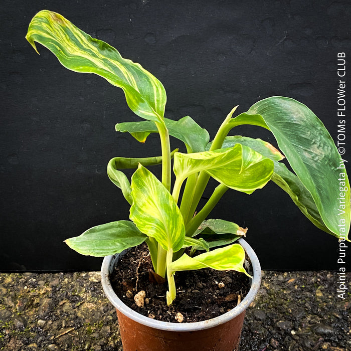 Alpinia Purpurata Variegata, Variegated Red Ginger with lush yellow green leaves in organic substrate, for sale at TOMs FLOWer CLUB.