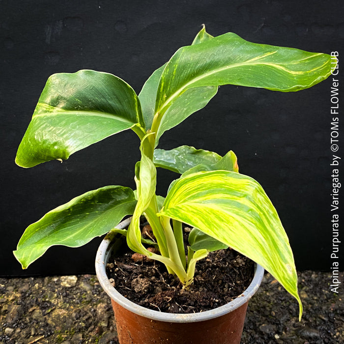 Alpinia Purpurata Variegata, Variegated Red Ginger with lush yellow green leaves in organic substrate, for sale at TOMs FLOWer CLUB.