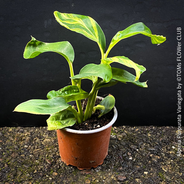 Alpinia Purpurata Variegata, Variegated Red Ginger with lush yellow green leaves in organic substrate, for sale at TOMs FLOWer CLUB.