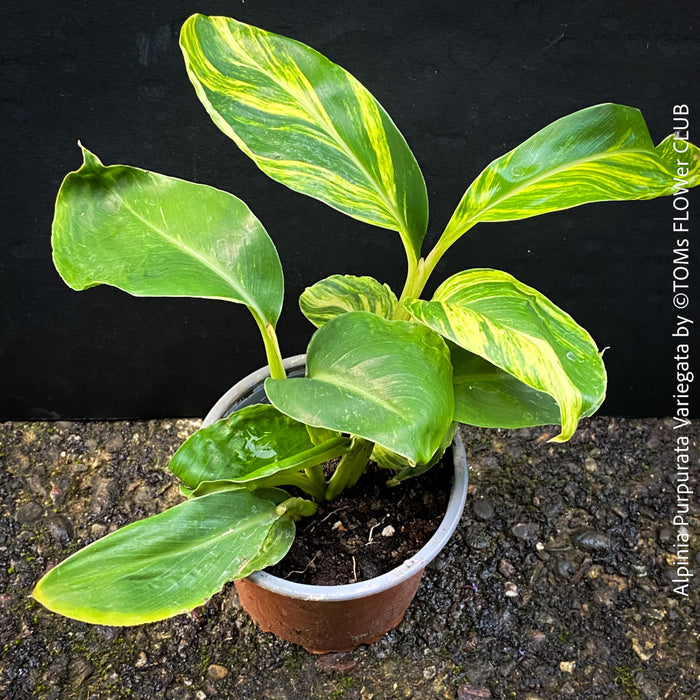 Alpinia Purpurata Variegata, Variegated Red Ginger with lush yellow green leaves in organic substrate, for sale at TOMs FLOWer CLUB.