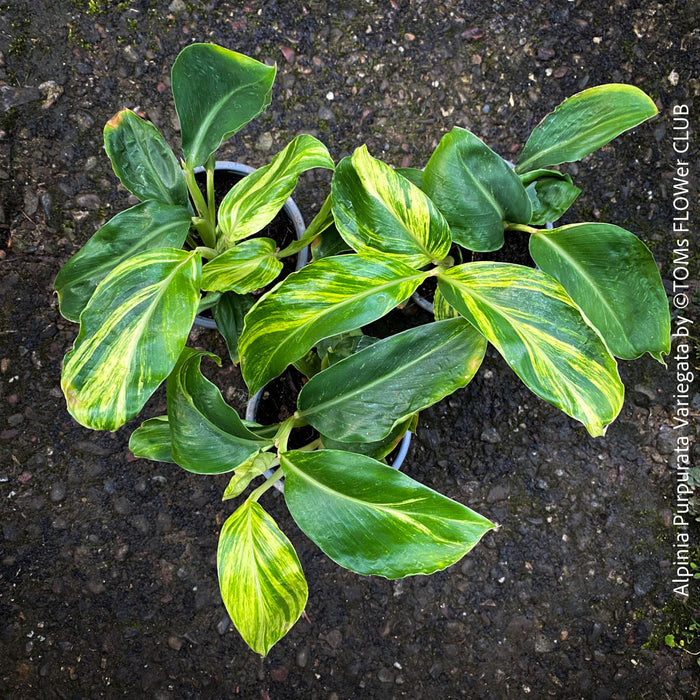 Alpinia Purpurata Variegata, Variegated Red Ginger with lush yellow green leaves in organic substrate, for sale at TOMs FLOWer CLUB.