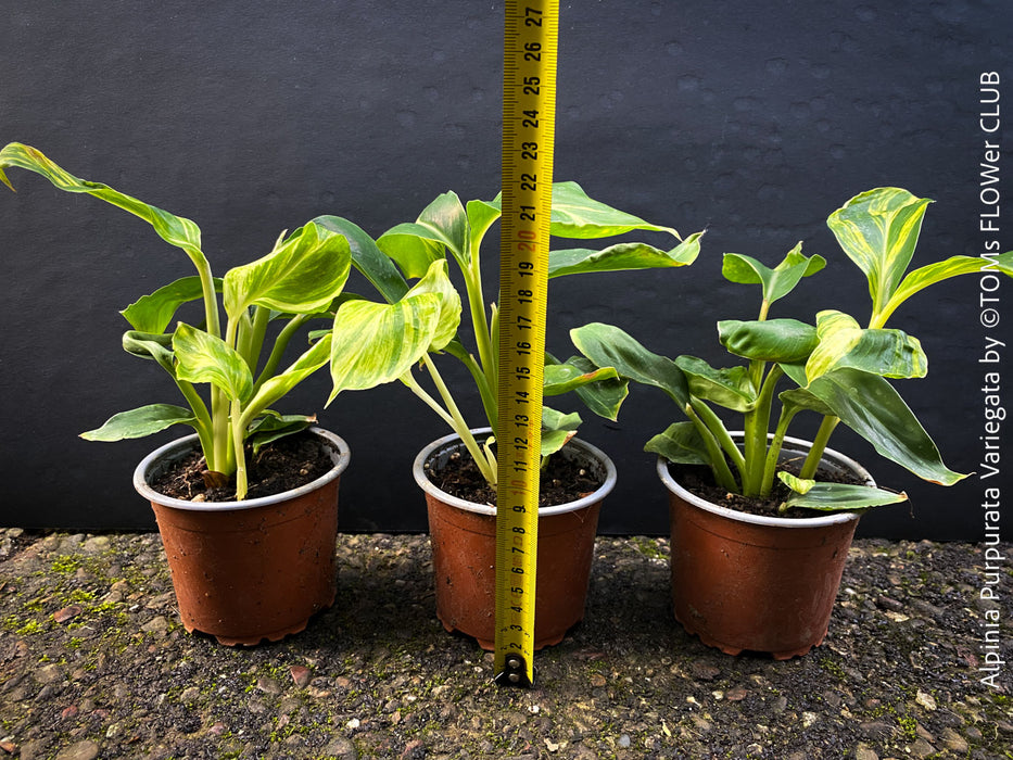 Alpinia Purpurata Variegata, Variegated Red Ginger with lush yellow green leaves in organic substrate, for sale at TOMs FLOWer CLUB.