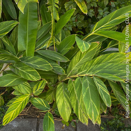 Alpinia Purpurata Variegata, Variegated Red Ginger with lush yellow green leaves in organic substrate, for sale at TOMs FLOWer CLUB.