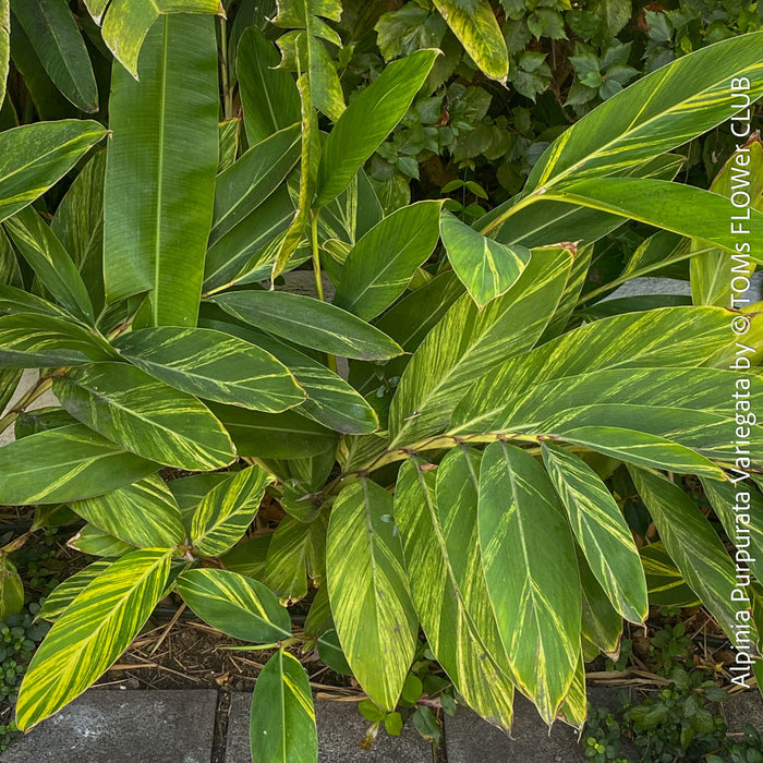 Alpinia Purpurata Variegata, Variegated Red Ginger with lush yellow green leaves in organic substrate, for sale at TOMs FLOWer CLUB.