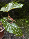 Angel Wings Begonia "Good 'N Plenty", organically grown tropical plants for sale at TOMs FLOWer CLUB.